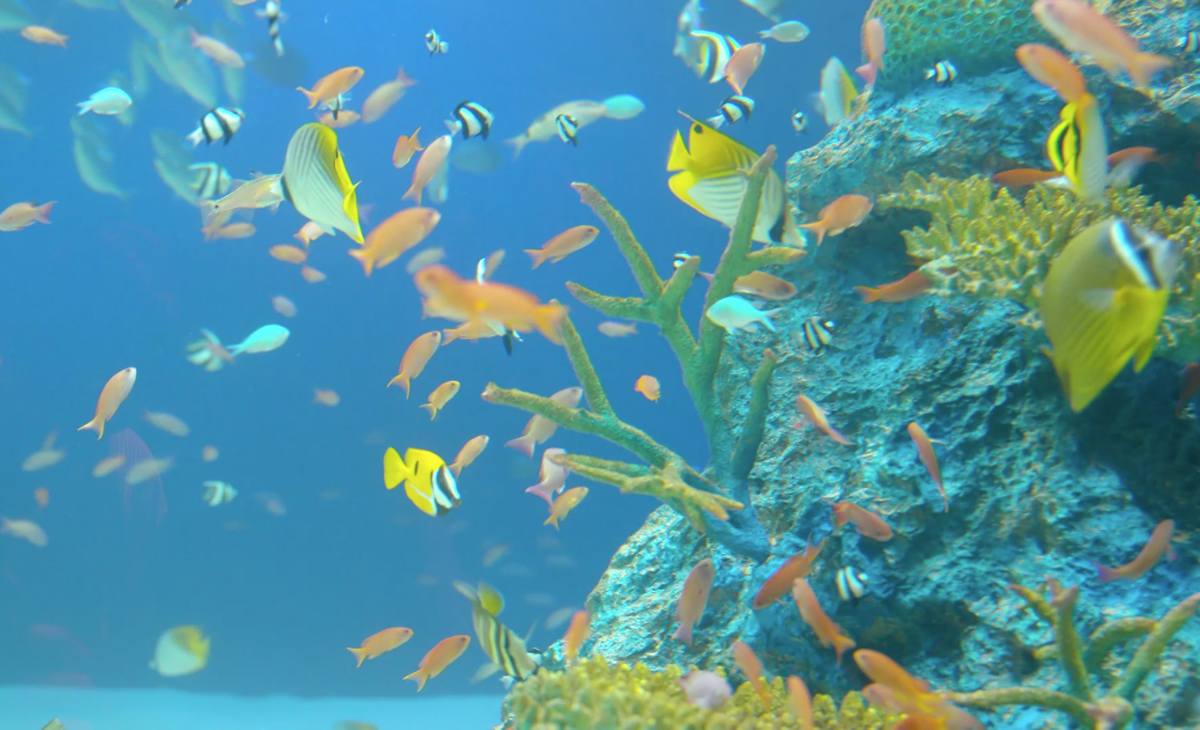 生きている水塊 マリホ水族館 広島マリーナホップ